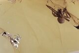 Fossil Spider and Ant-Like Stone Beetle in Baltic Amber #330623-1
